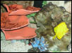 Saltwater Photos