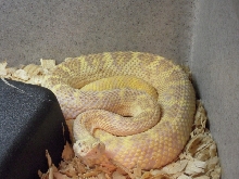 xanthic atrox