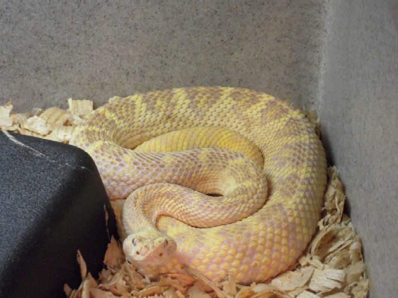 xanthic atrox