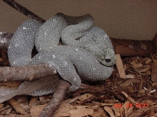 axanthic West African Bush viper
