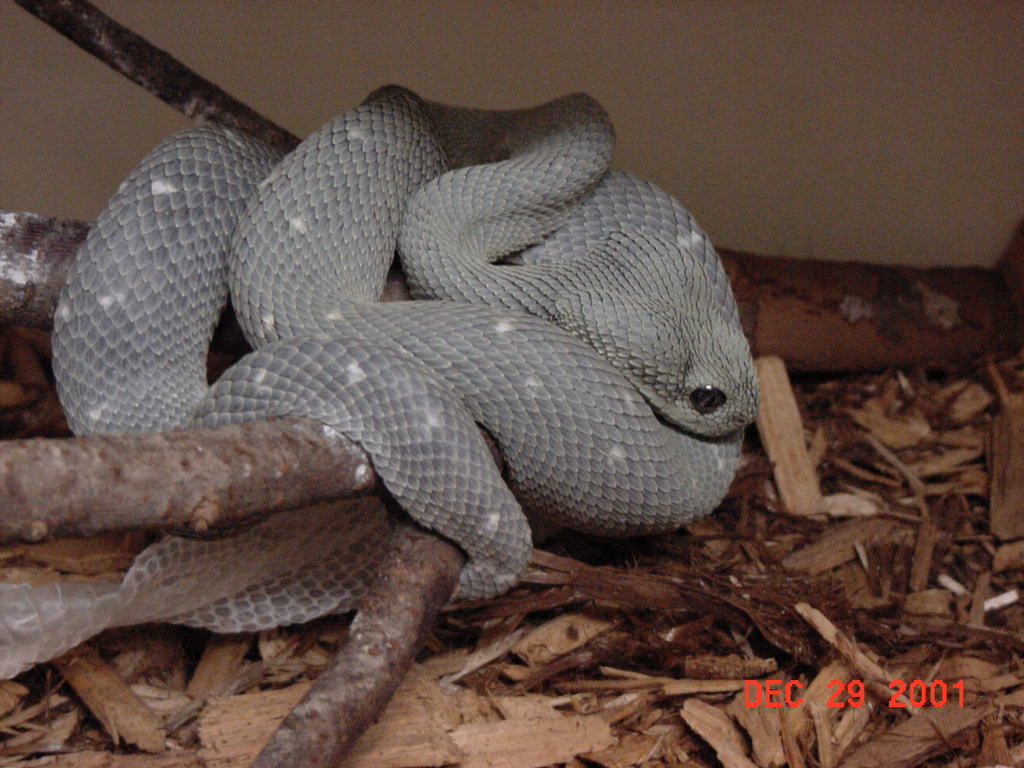axanthic West African Bush viper