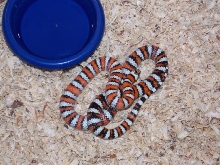 Cal Mtn Female