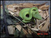 White-lip Tree Viper