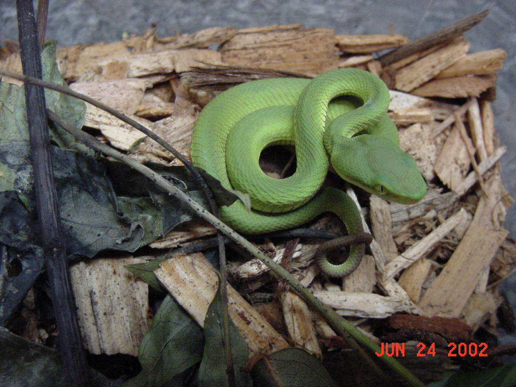 White-lip Tree Viper
