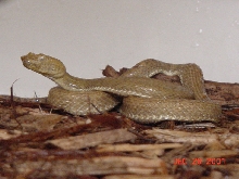 male McGregor's Tree viper