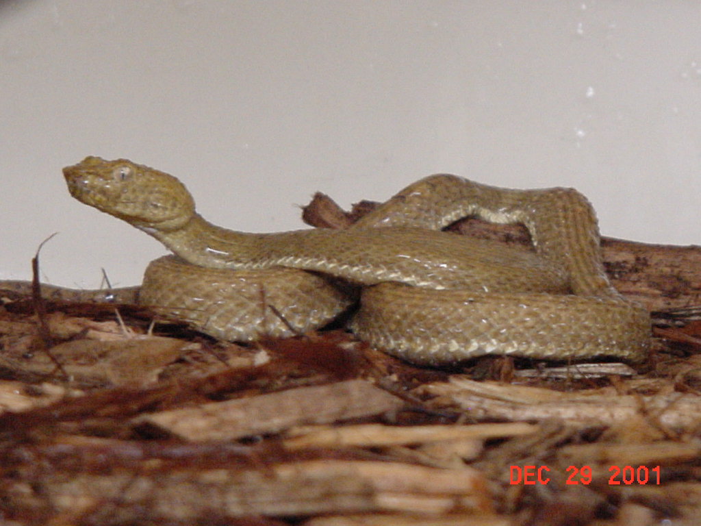 male McGregor's Tree viper