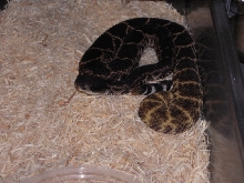 melanistic atrox