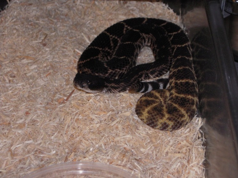 melanistic atrox
