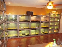 My new snake room