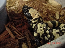 new gila monster
