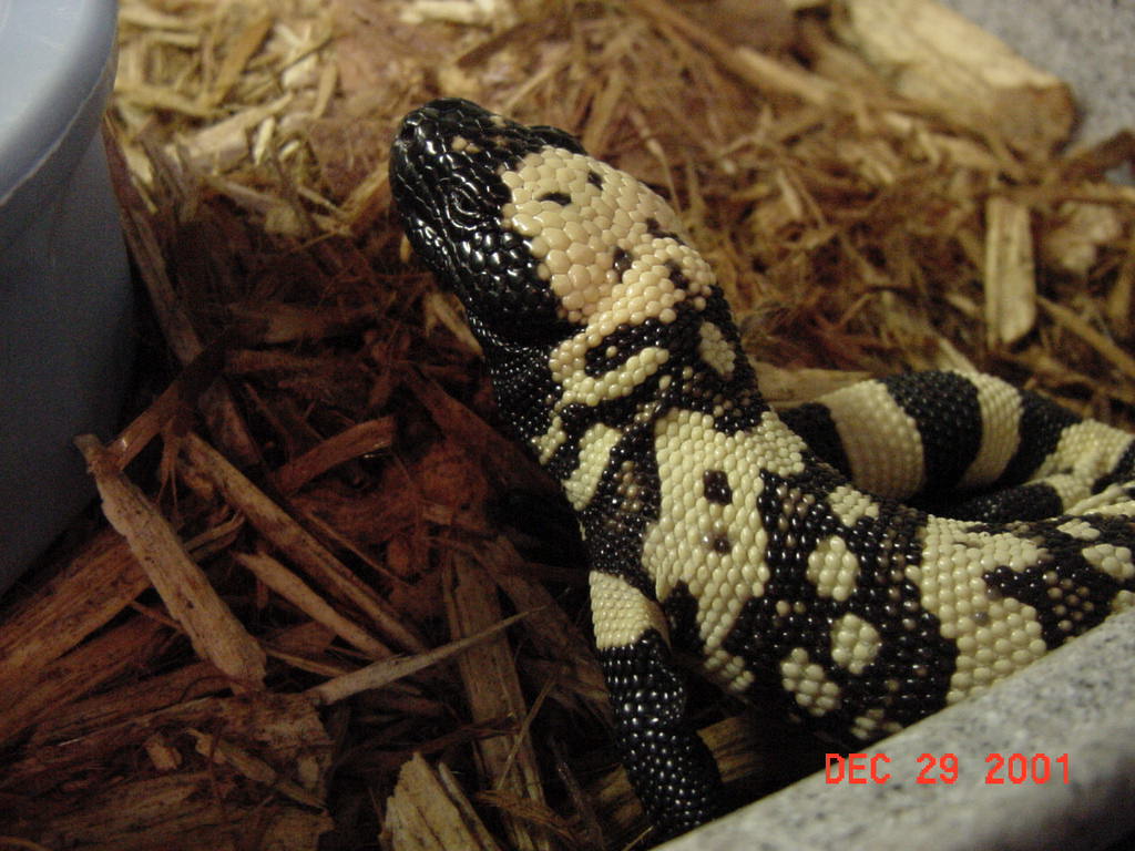 new gila monster