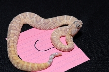 Caramel albino?