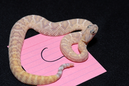 Caramel albino?