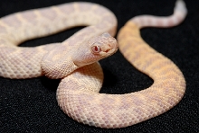 axanthic c.atrox