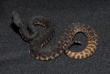 melanistic atrox
