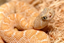 albino c.atrox