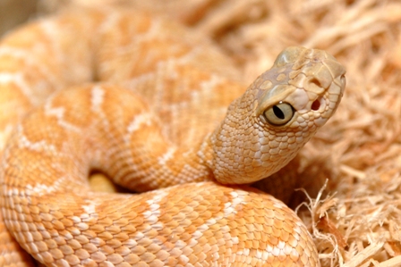 albino c.atrox