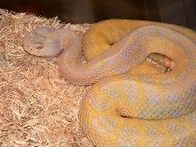 Unknown atrox genetic variation