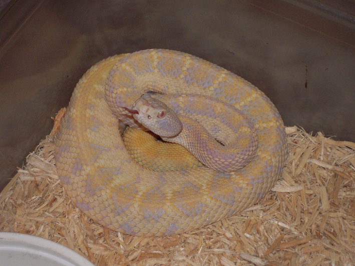 xanthic atrox yearling