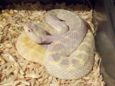 2010 xanthic western diamondback