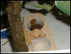 crested food dish