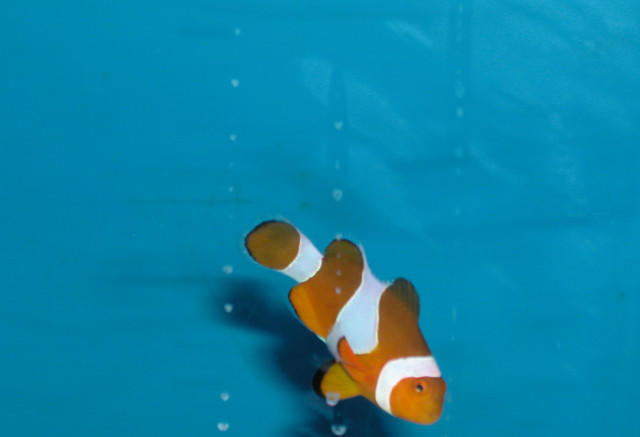 Saltwater - Austin Aquariums