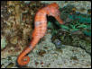 Saltwater Photos