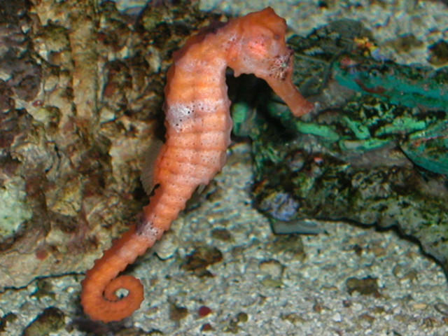 Saltwater Photos