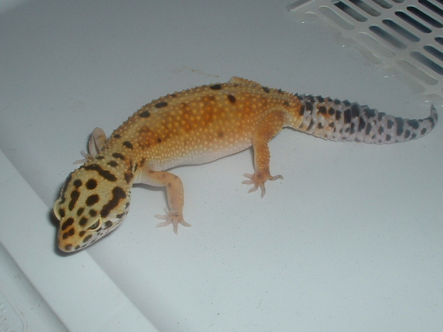 hypo tang leo