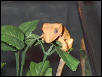 crested pix