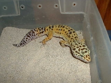escaped leo