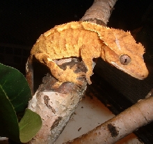 female tiger x fire
