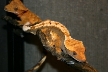 male tiger checking out the female pinstripe