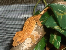 tiger crested