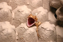 Crabby little crested . . .