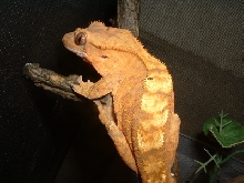 male tiger x fire