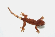 Very Orange hatchling crested . . .