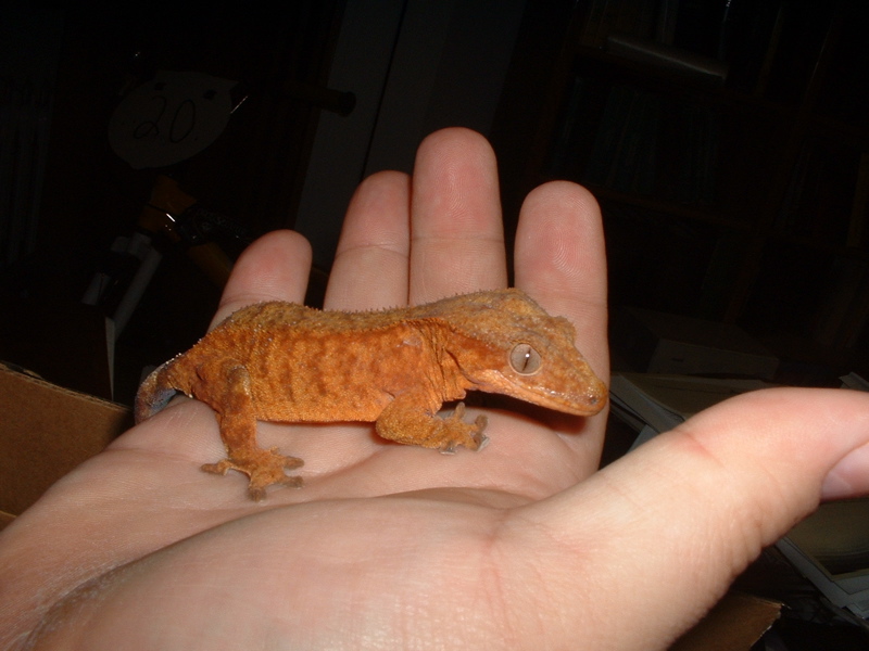 Orange crested female