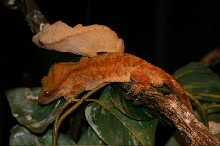 Orange Tiger with a peachy patternless
