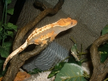 Partial Pin as an adult