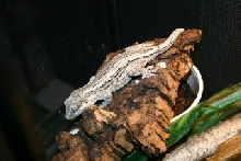 striped gargoyle female