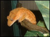 tiger crested male