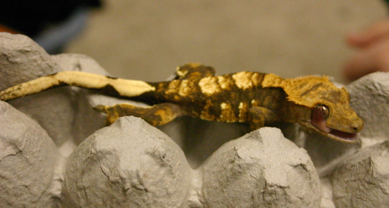 harlequin male