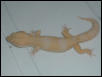 tremper male leo