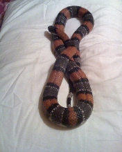 Elvis- picture2