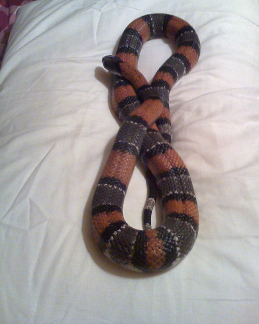 Elvis- picture2