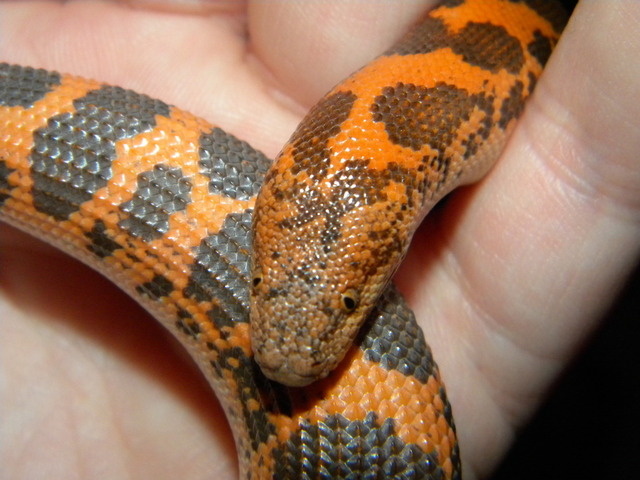 Dodoma Male