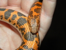 Dodoma Male