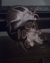 Siegfried eating