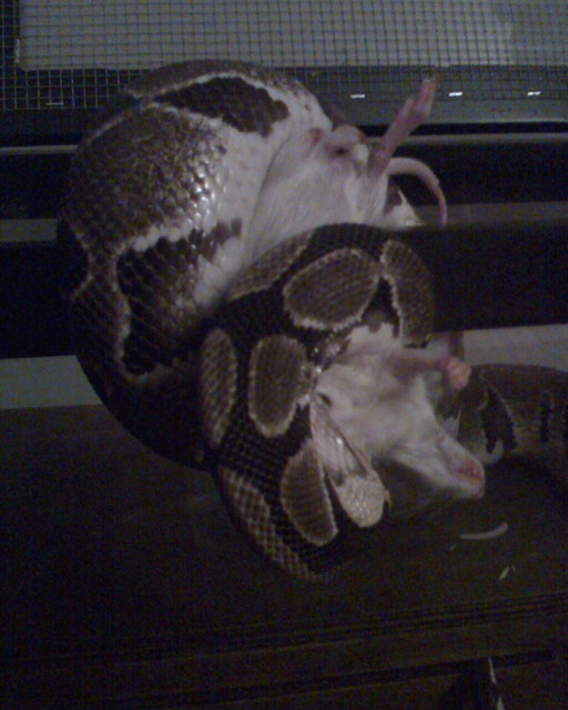 Siegfried eating